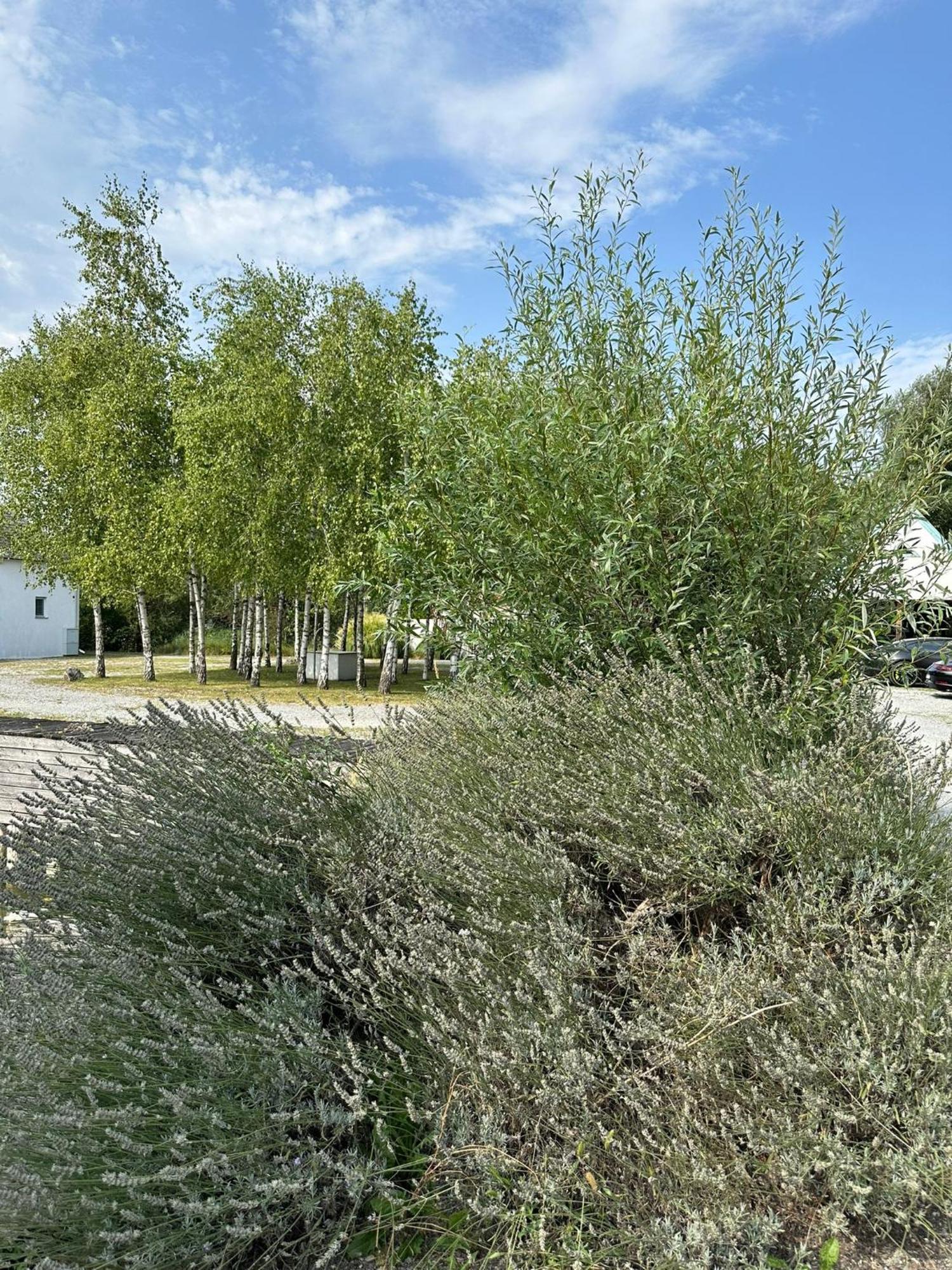 Haus Am See Neusiedl am See Eksteriør billede